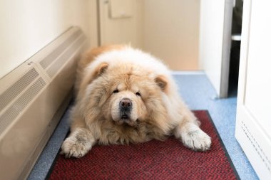 Chow-chow köpeği tren koridorunda, Rusya