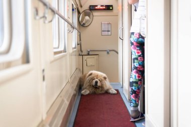 Chow-chow köpeği tren koridorunda, Rusya