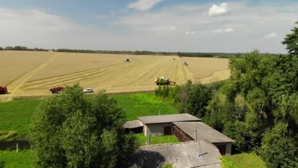 Cosechando grano por la cosechadora en la tierra negra central de Rusia — Vídeo de stock