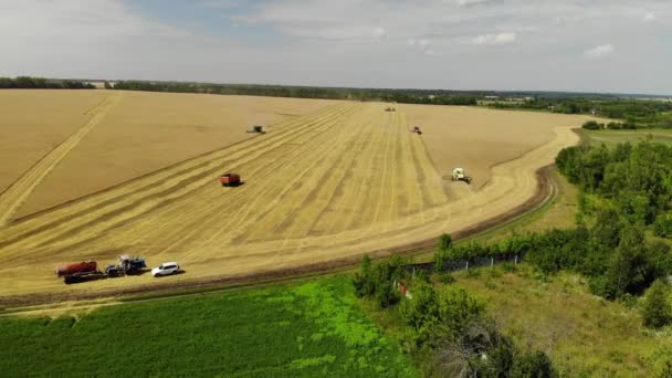 Cosechando grano por la cosechadora en la tierra negra central de Rusia — Vídeos de Stock
