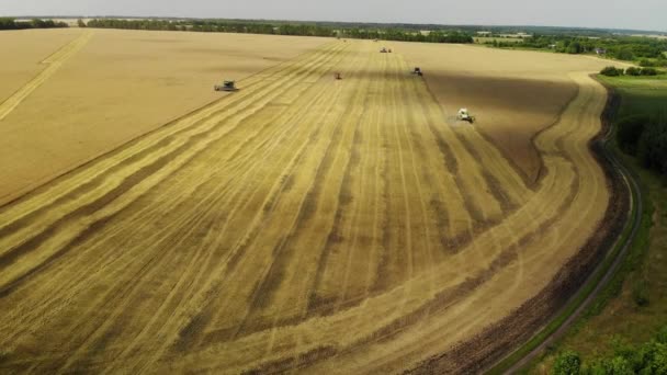 Graan oogsten door de combinatie in de centrale zwarte aarde van Rusland — Stockvideo