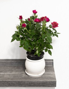 Beyaz arka planda seramik kapta kırmızı güller