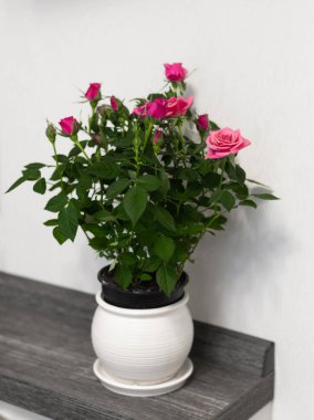 Beyaz arka planda seramik kapta kırmızı güller