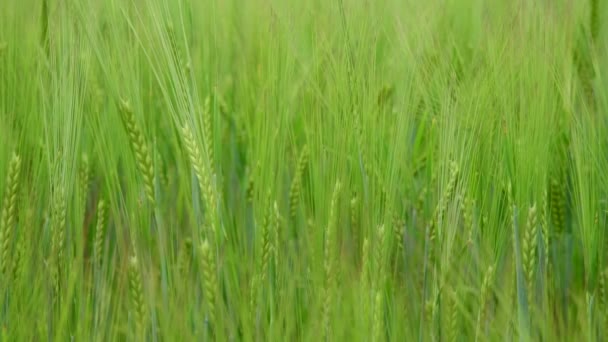 Beautiful young ears of rye in a field, Russia — Stock Video