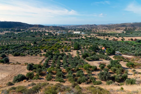 Vallée Avec Nombreux Oliviers Maisons Rurales Chypre — Photo