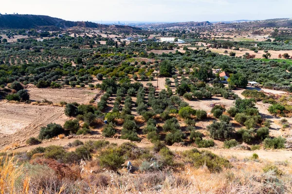 Vallée Avec Nombreux Oliviers Maisons Rurales Chypre — Photo