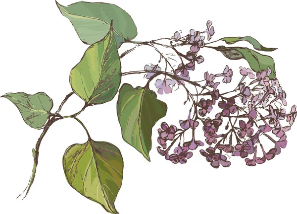 Branche florissante de lilas — Image vectorielle