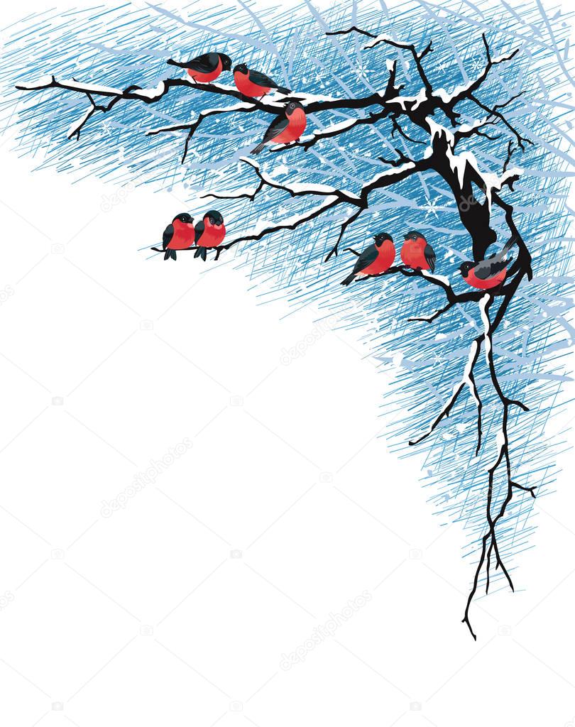 Bullfinches on branches