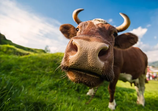 Коричневая корова на фоне голубого неба — стоковое фото