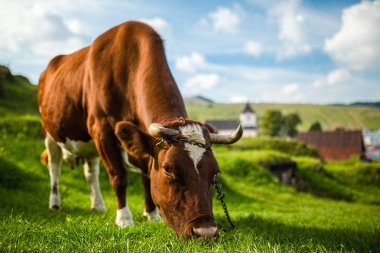 Kahverengi inek yaz yeşil alan,