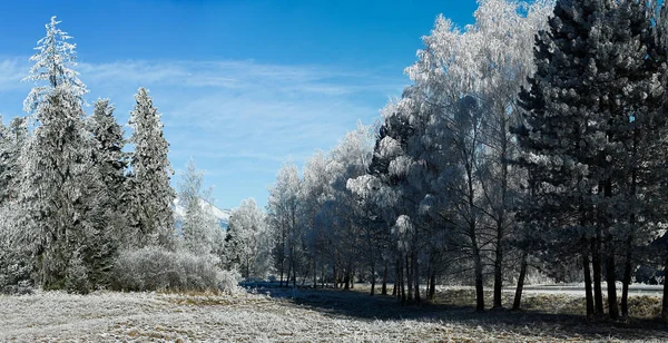 Chladný zimní den, jinovatka a jinovatka na stromech — Stock fotografie