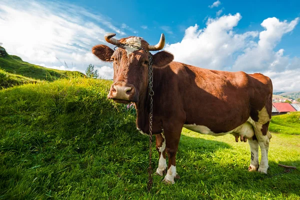 Vaca marrom no campo verde de verão — Fotografia de Stock