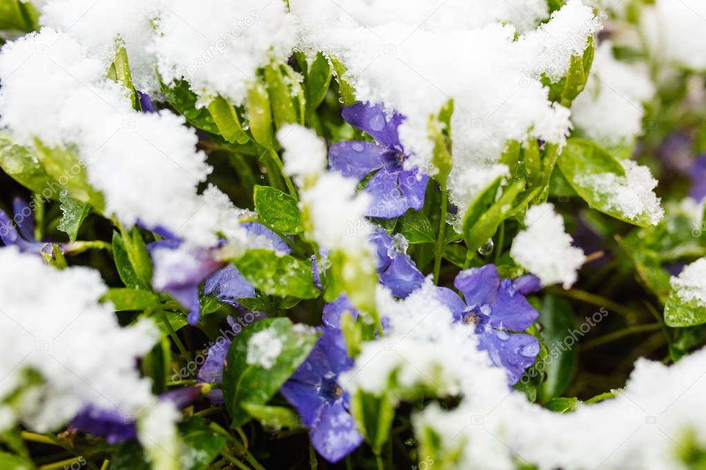 Violet flowers blossom in spring covered by snow.