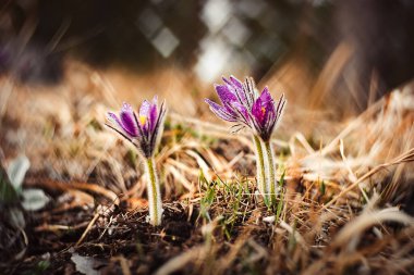 Güzel, taze, yeşil, teraslı, tarlalı, ağaçlı, bulut gölgeli, Slovakya