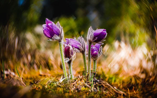 Frumos Proaspăt Verde Terasat Câmpuri Copac Nori Umbra Slovacia — Fotografie, imagine de stoc