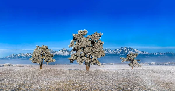 Mooi Fris Groen Terrasvormig Velden Met Boom Wolken Schaduw Slowakije — Stockfoto