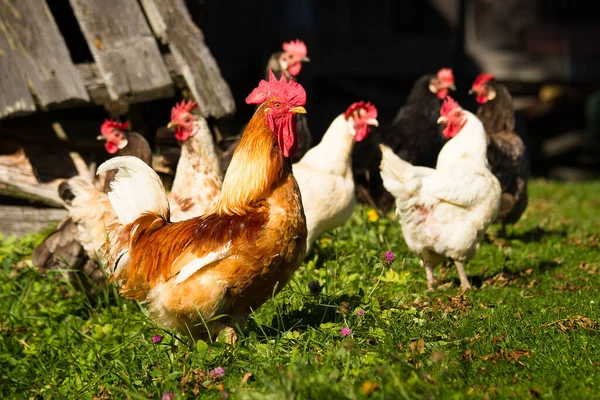 Güzel Taze Yeşil Teraslı Tarlalı Ağaçlı Bulut Gölgeli Slovakya Telifsiz Stok Imajlar