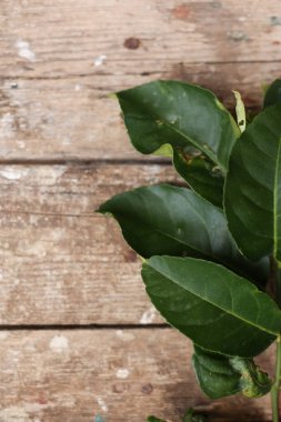 Limon dallı ahşap arka plan