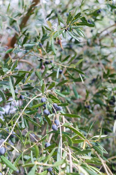 Olives Branche Olives — Photo