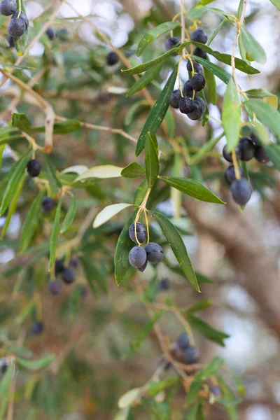 橄榄树 橄榄枝在希腊 — 图库照片