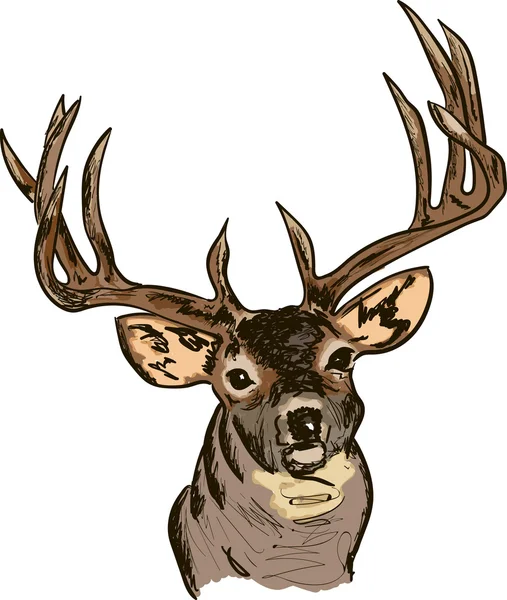 Un portrait vectoriel de cerf — Image vectorielle