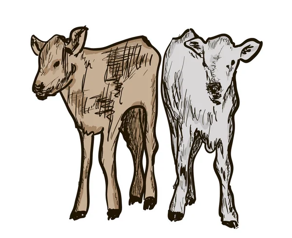 Un vitello sul bianco — Vettoriale Stock