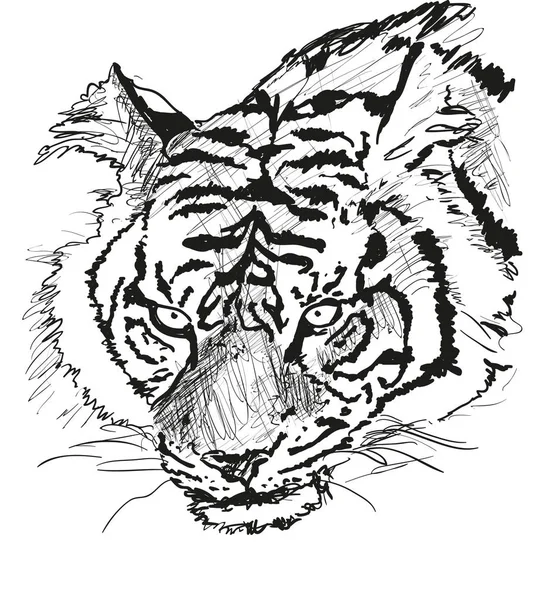 Tiger on the white — Stock Vector