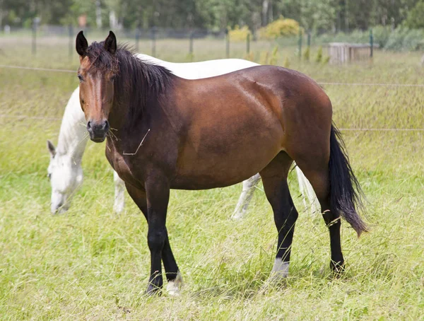 Caballos en la granja —  Fotos de Stock