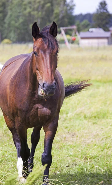 Caballos en la granja —  Fotos de Stock