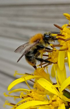 Bumblebee flawer üzerinde
