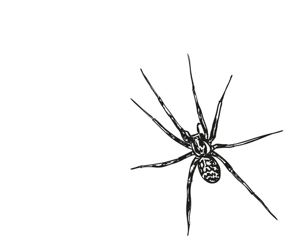 Αράχνη στον τοίχο — Διανυσματικό Αρχείο
