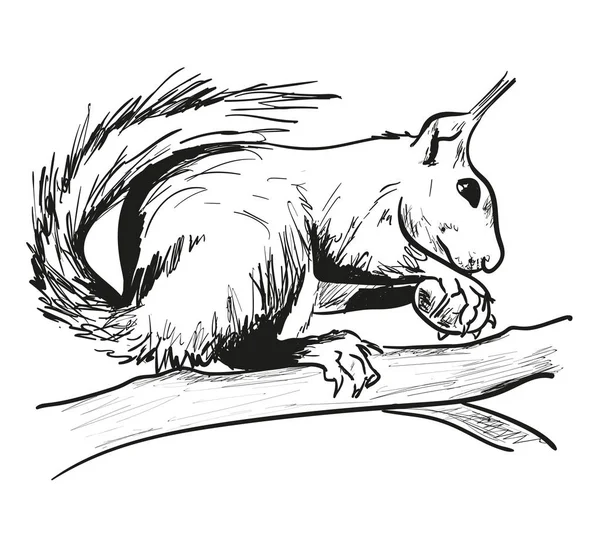 Eichhörnchen im Wald — Stockvektor