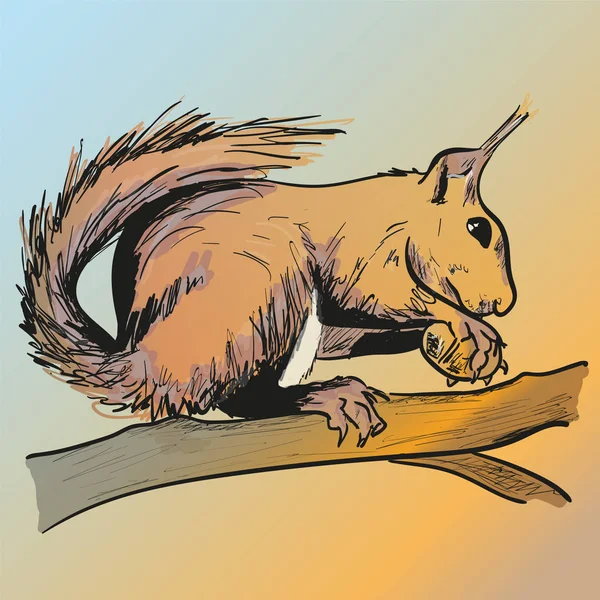 Écureuil dans la forêt — Image vectorielle
