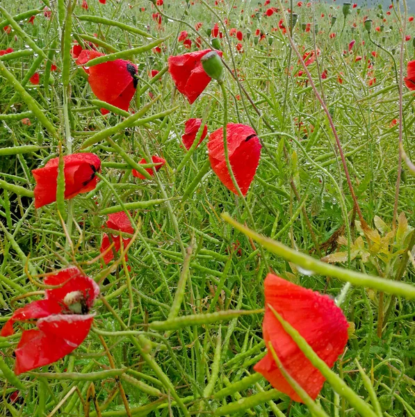 Poppy flowers in sunny day — Stock Photo, Image