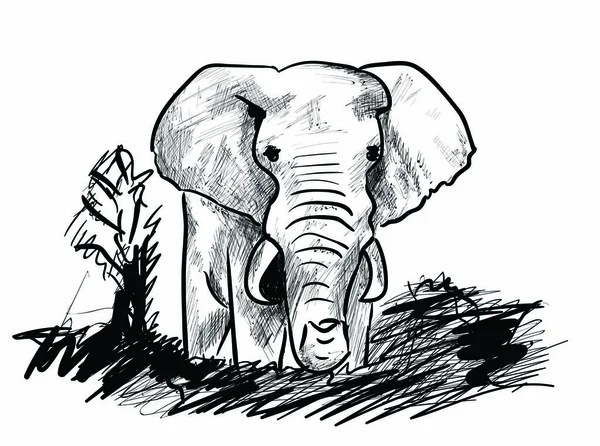 Un elefante muy grande — Vector de stock