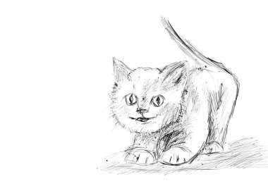 çok küçük bir kedi