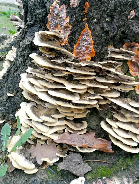 Ein Pilz Auf Einem Baum — Stockfoto