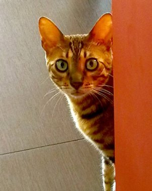 Yerde Bengal kedisi var.