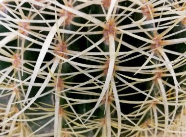 Beyaz arkaplanda kaktüs