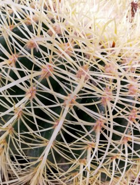 Beyaz arkaplanda kaktüs