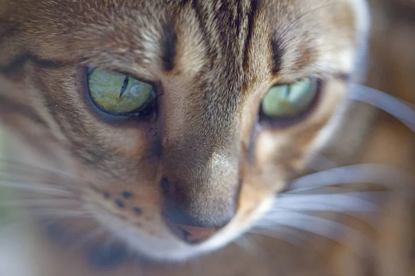 Кошка Зелеными Глазами Белом Фоне — стоковое фото