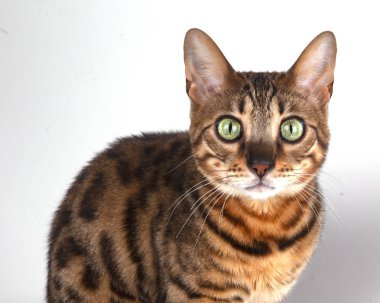 beyaz arkaplandaki kedi