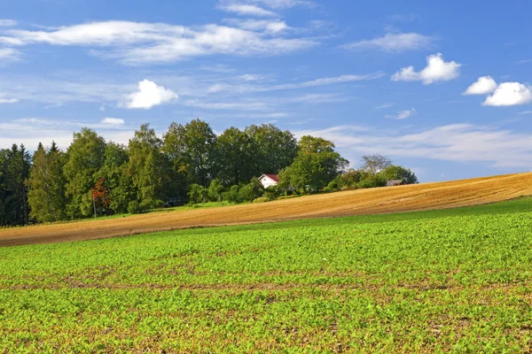 Paisagem Com Campo Verde Céu Azul — Fotografia de Stock