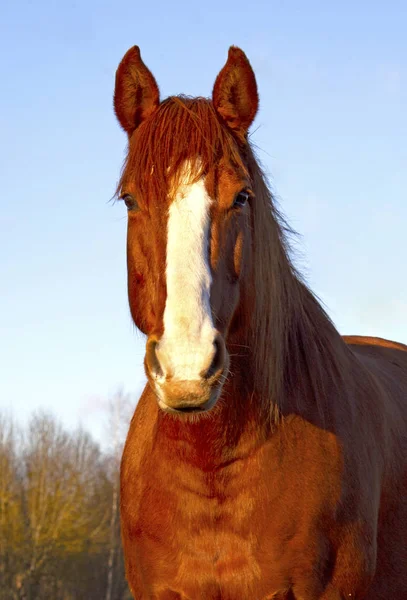 Ein Pferd Auf Einem Feld — Stockfoto