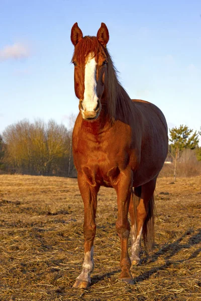 Koń Polu — Zdjęcie stockowe