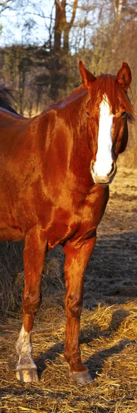 Horse Field — Stock Photo, Image