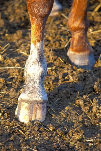 Acaparamiento Caballos Día Otoño —  Fotos de Stock