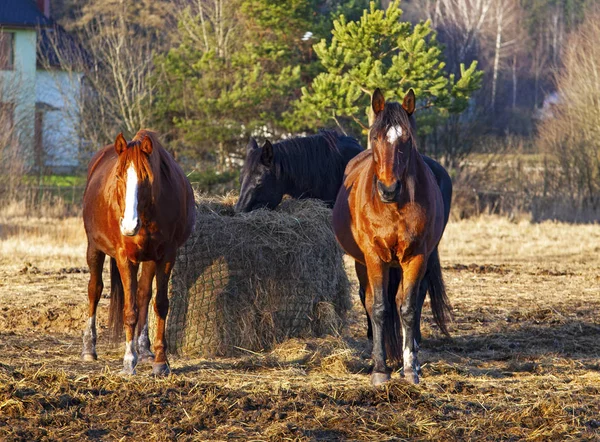 Horse Field — Stock Photo, Image