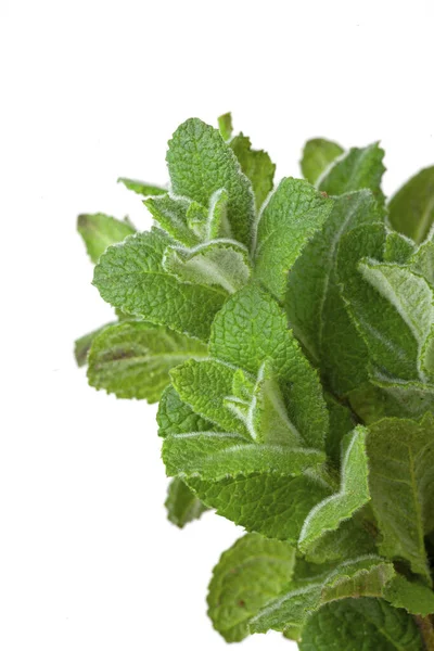 Daun Mint Terisolasi Dalam Warna Putih — Stok Foto