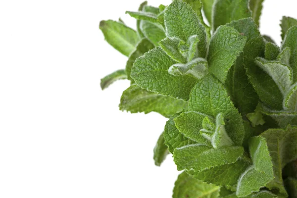 Daun Mint Segar Terisolasi — Stok Foto